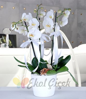 3lü Beyaz Orkide