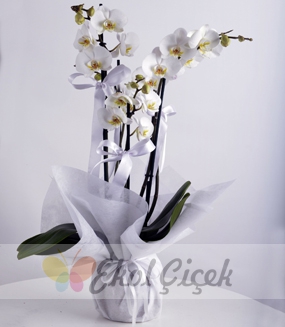 Samsun Dörtlü Beyaz Orkide