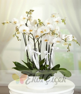 7 Dallı Beyaz Orkide