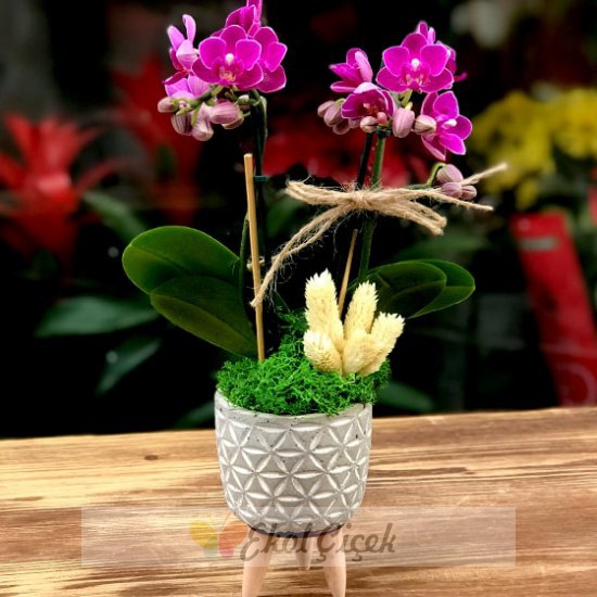 Ayaklı Vazoda Mini Orkide