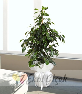Ficus Daniel - Benjamin Saksı Çiçeği