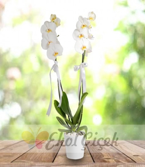 İkili Beyaz Orkide Samsun