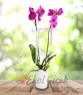 Samsun 2'limor orkide
