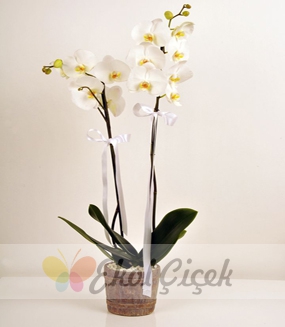Dekoratif Fıçı Seramikte Çift Dallı Beyaz Orkide