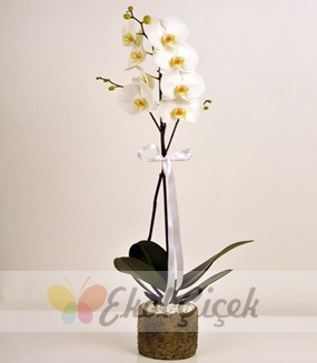 Şık Vazoda Tek Dallı Beyaz Orkide