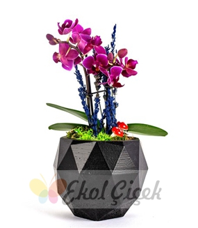 Siyah saksıda mini orkide