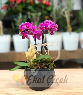 Geometrik saksıda ikili mor mini orkide