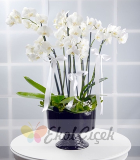 Seramik vazoda 7 dallı orkide