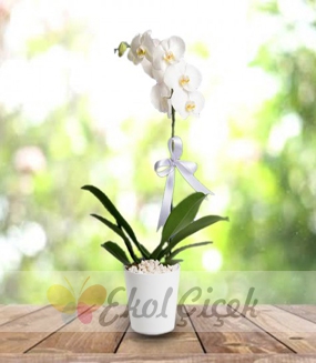 Samsun tekli beyaz orkide